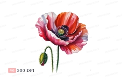 Red pink poppy flower bud green Product Image 1