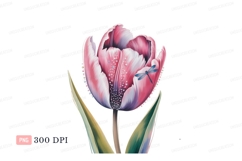 Pink tulip with dragonfly and dew purple white Product Image 1