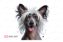 Chinese crested dog smiling portrait animal Product Image 1