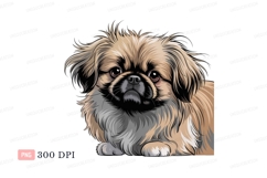 Fluffy Pekingese Dog Portrait animal canine Product Image 1