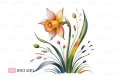 Daffodil bloom with buds and leaves flower Product Image 1