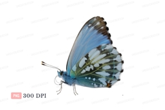 Blue butterfly wings white spots insect Product Image 1