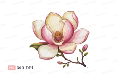 Pink magnolia blossom with buds flower white Product Image 1