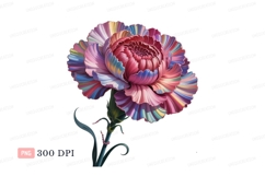 Vibrant striped carnation bloom flower pink Product Image 1