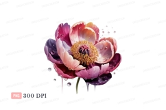 Wet Peony Bloom Pink Purple Orange flower Product Image 1