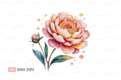Peony bud and bloom with droplets flower petals Product Image 1