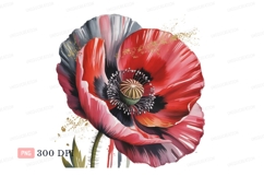 Red poppy bloom with gold accents flower pink Product Image 1