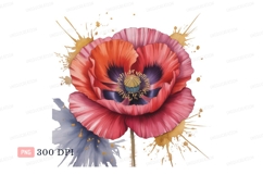 Vibrant poppy bloom with golden splashes flower pink Product Image 1