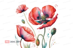 Vibrant poppy flowers with black background pink green Product Image 1