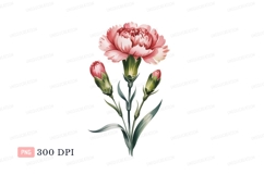 Pink carnation flower buds bloom Product Image 1