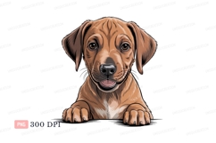 Brown puppy peeking over edge black ears Product Image 1