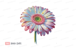 Pastel Gerbera Daisy With Water Droplets flower pink Product Image 1