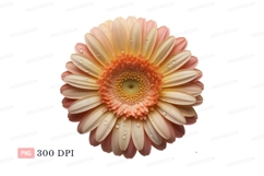 Peach and cream gerbera daisy with water droplets flower Product Image 1