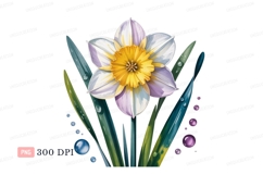 White purple yellow daffodil flower image Product Image 1