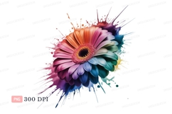 Colorful gerbera flower splash petals Product Image 1