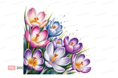 Pink blue purple crocus flowers watercolor image Product Image 1