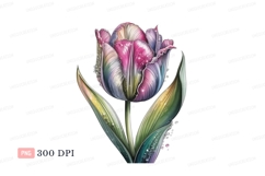 Painted rainbow tulip with water droplets flower pink Product Image 1