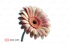 Pink cream gerbera dew drops image Product Image 1