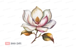 Delicate magnolia bloom with pink accents flower petal Product Image 1