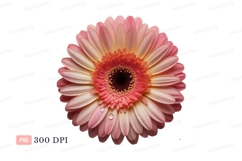 Pink gerbera daisy with water droplets orange yellow Product Image 1