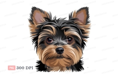 Yorkshire terrier dog portrait puppy canine Product Image 1