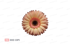 Peach pink gerbera flower isolated yellow Product Image 1