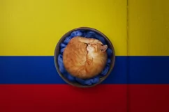 Backgrounds for Photography & Marketing. Colombia Product Image 7