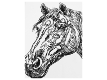 Horse Face Outline Product Image 4