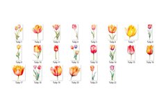 Colorful Watercolor Tulip Clipart