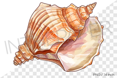 Smooth lined conch PNG clam clipart marine cartoon illust Product Image 1