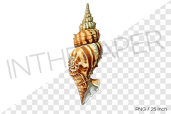 Brown pattern conch PNG clam clipart marine cartoon illust Product Image 1