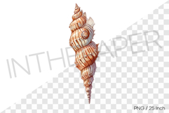 Tall tower conch PNG clam clipart marine cartoon illust Product Image 1