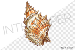 Fan shaped conch PNG clam clipart marine cartoon illust Product Image 1