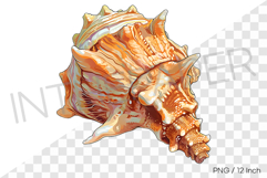 Crown king conch PNG clam clipart marine cartoon illust Product Image 1