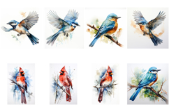 100 Watercolor Bird Illustrations JPG Paintings Kingfisher Product Image 13