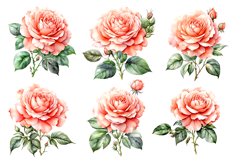 Coral Drift Rose clipart CLIPART FILES Product Image 2
