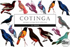 Cotinga Vintage Animal illustration Clip Art, Clipart Product Image 1