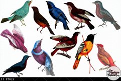 Cotinga Vintage Animal illustration Clip Art, Clipart Product Image 3