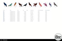 Cotinga Vintage Animal illustration Clip Art, Clipart Product Image 2