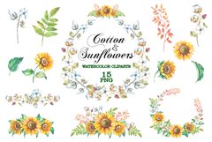 Cotton and sunflowers watercolor png Product Image 1