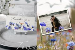 Cornflowers clipart Product Image 9