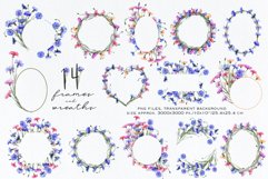 Cornflowers clipart Product Image 11