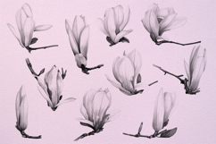 20 Watercolor Magnolia Stamps for Procreate Product Image 3