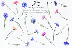 Cornflowers clipart Product Image 3