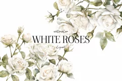 Watercolor White Roses Clipart - Watercolor Floral clipart Product Image 1