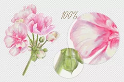 Bouquet of Pink Flowers - watercolor illustration Product Image 2