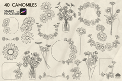 Camomile Procreate stamps Product Image 2