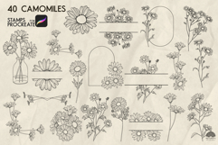 Camomile Procreate stamps Product Image 3