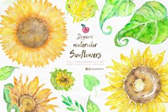 Watercolor Sunflower Cliparts, hand painted boho png 021 Product Image 1