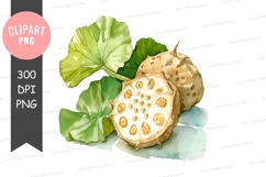 Lotus seed pod clipart png Product Image 1